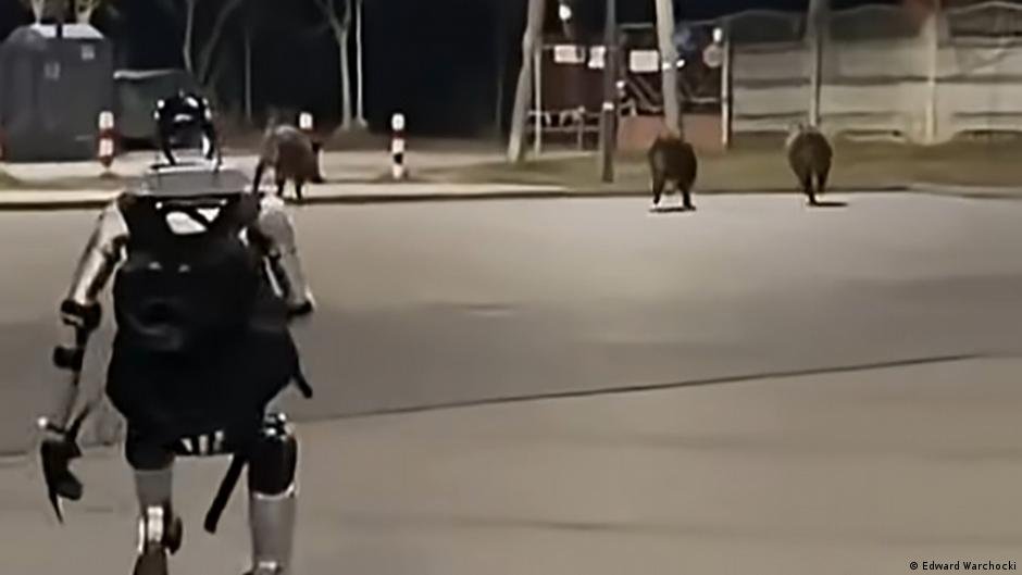 robot humanoide jabalíes Varsovia