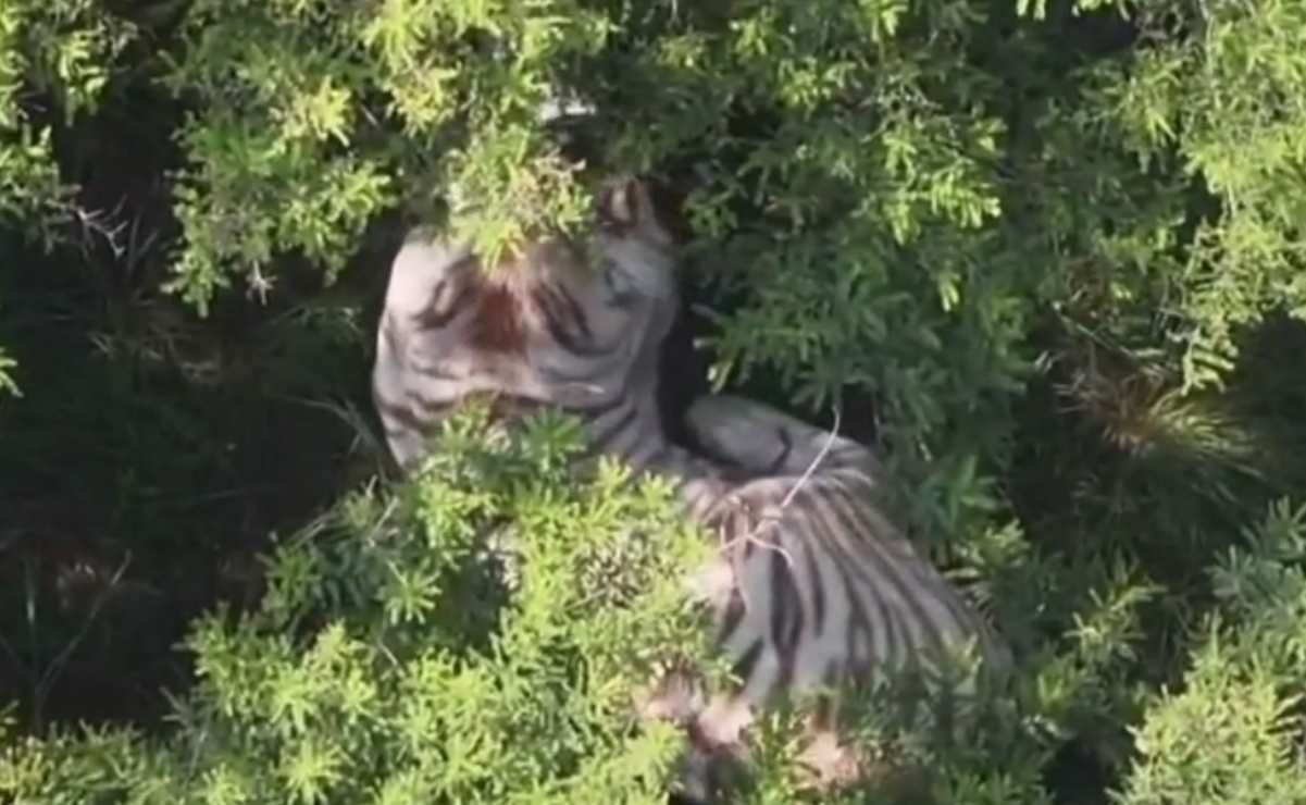 Tigre escapado Edomex
